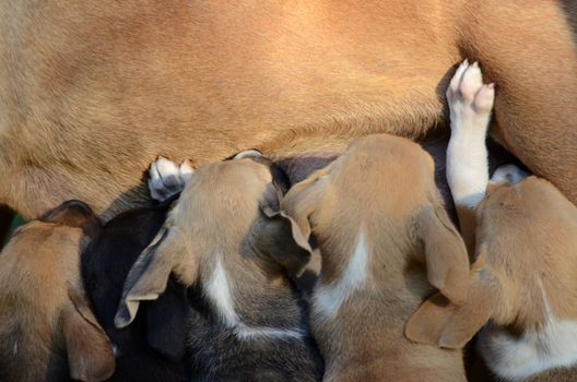Cute puppies breastfeeding . Animal anfd pet theme