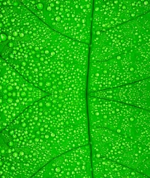 Green leaf with drops of water