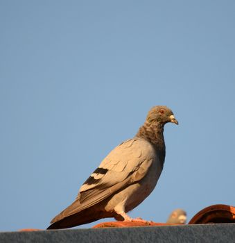 Picture of a Pigeon bird early in the morning just after sunrise