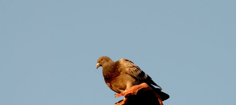 Picture of a Pigeon bird early in the morning just after sunrise