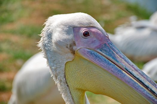 Pink pelican