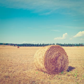 Tuscany Landscape with Many Hay Bales on the Background of Forest in Italy, Instagram Effect