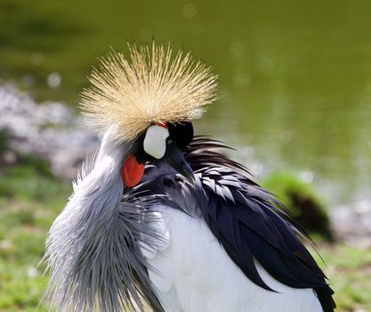 Beautiful East African Crowned Crane is looking at his feathers