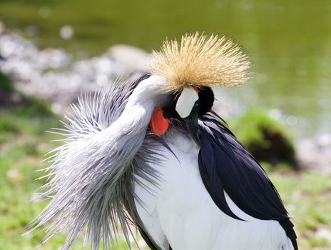 Beautiful East African Crowned Crane has found something in his plumage