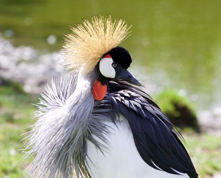 The close-up of the beautiful bird East African Crowned Crane