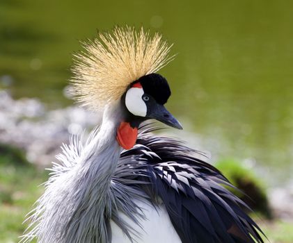 The portrait of the beautiful bird East African Crowned Crane