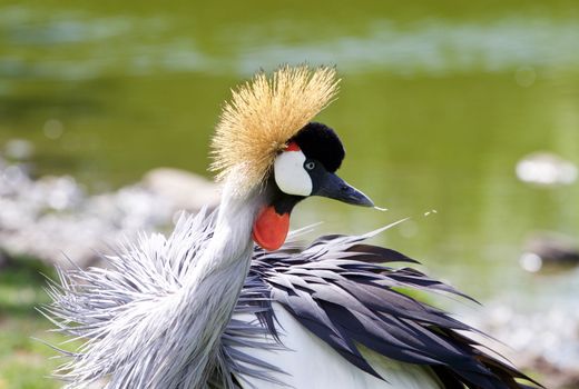 Beautiful bird East African Crowned Crane is cleaning his feathers