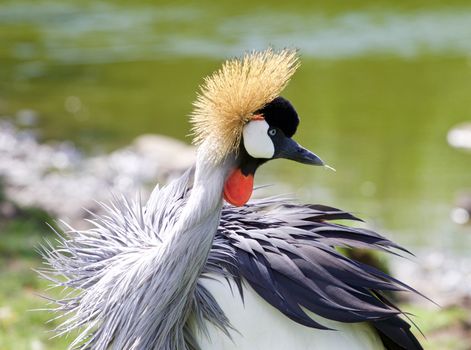 Beautiful bird East African Crowned Crane close-up