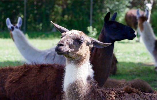 The llamas on the grass field