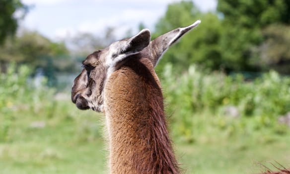 The background with the beautiful llama looking somewhere