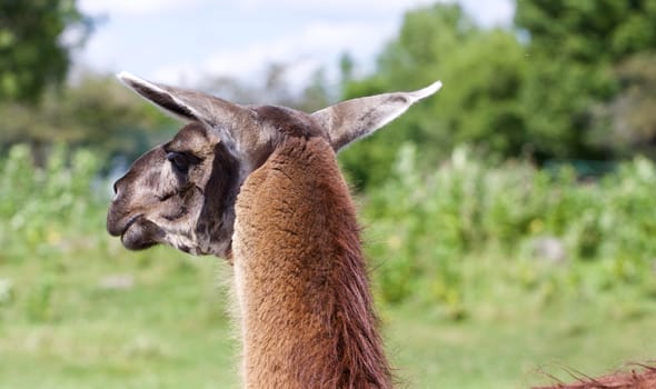 The beautiful close-up of the brown llama looking afield