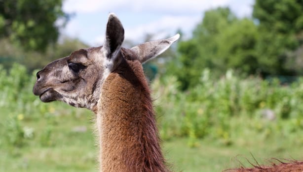 The close-up of the beautiful thoughtful llama on the grass field