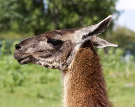 The beautiful portrait of a llama with the grass background