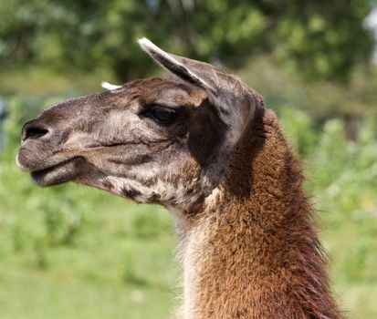 The beautiful close-up of the thoughtful llama moving her ears