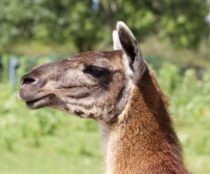 The serious beautiful llama close-up