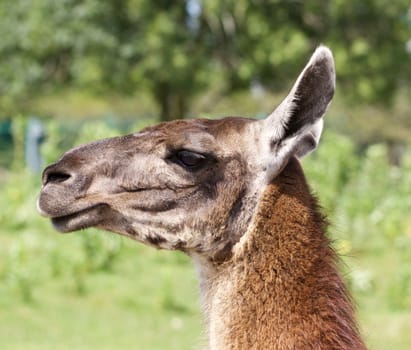 Close-up of a beautiful confident llama