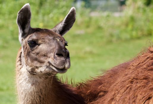 The beautiful background with a brown lama