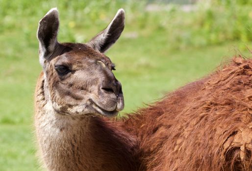 Close-up of the beautiful confident lama