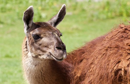 The llama's beautiful close-up with the grass background