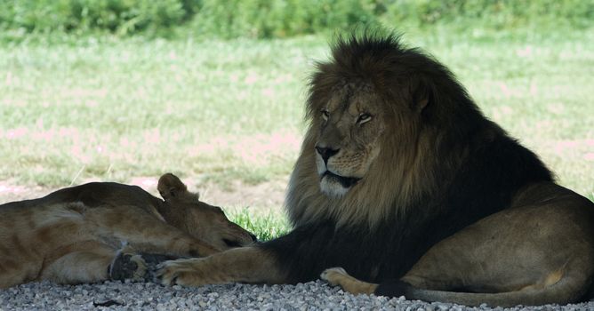 The strong confident lion's close-up