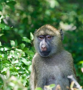 Very funny baboon's portrait with the green background