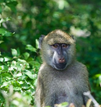 Close-up of a funny baboon monkey