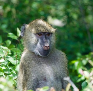 The thoughtful baboon monkey
