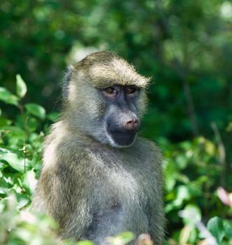 The funny's monkey close-up with the green background