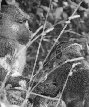 The baboon is helping his friend monkey