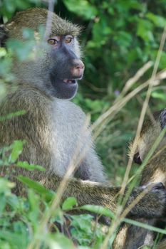 The amazement of a funny baboon