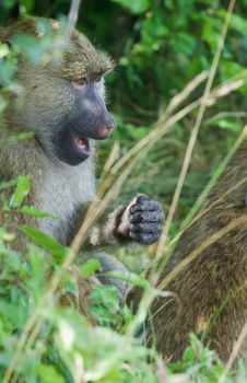 The funny baboon has found something interesting