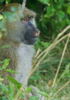 The joyful baboon's funny portrait