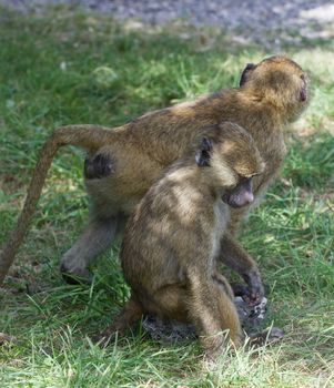 Two young baboons together on the grass