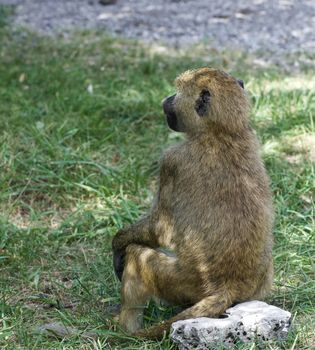 The funny baboon is looking afield while sitting on the rock