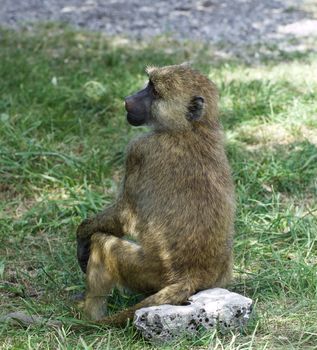 The funny young baboon is sitting on the rock