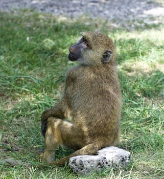 The funny young baboon's close-up