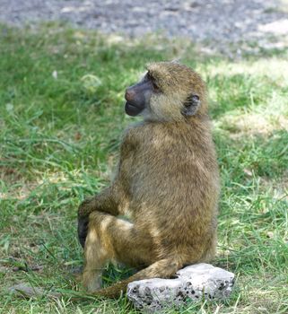 The young baboon is sitting on the grass field