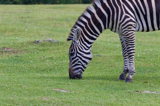 The beautiful close-up of an eating zebra