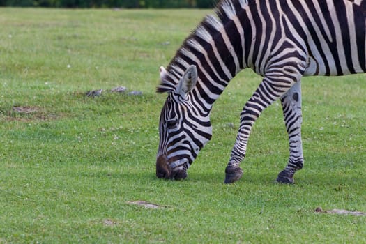 The beautiful zebra is eating the grass
