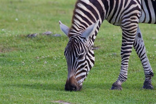 Theclose-up of a zebra eating the green grass