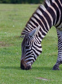 The portrait of a zebra on the green grass field