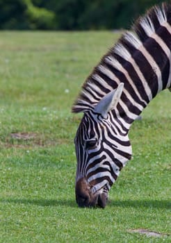 Zebra's portrait with the grass background