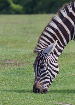The zebra eating the green grass