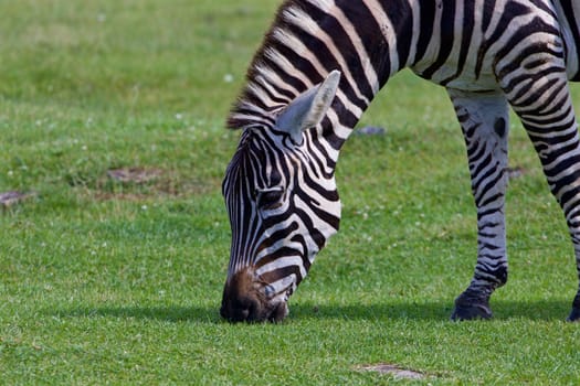 Zebra's beautiful close-up