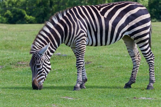 The zebra is eating the green grass