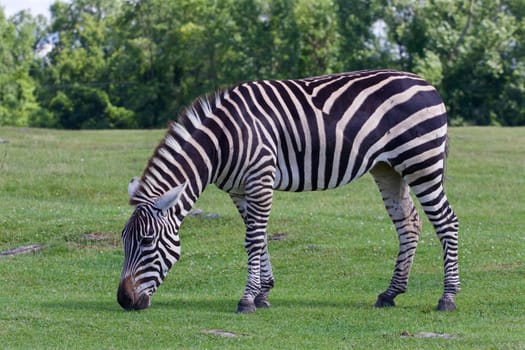 Beautiful zebra on the green grass field