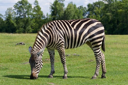 The background with the zebra on the field