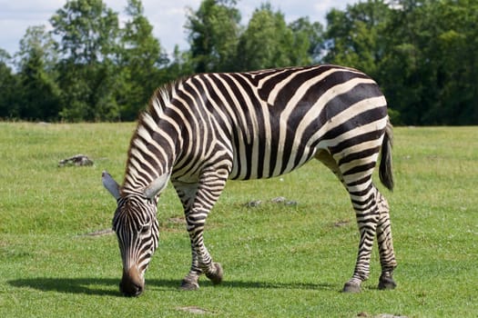 Beautiful zebra is going through the grass field