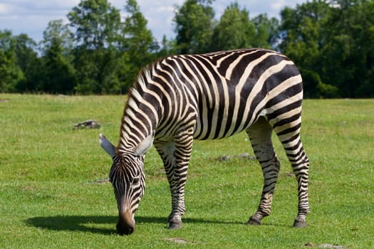 Zebra is staying on the green grass