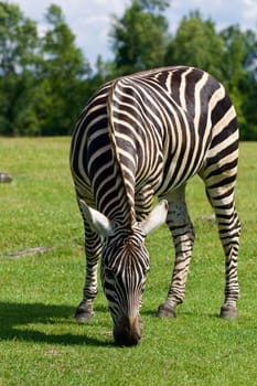 Beautiful zebra's background
